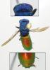 Chrysis terminata